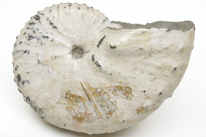 Cretaceous Ammonite (Discoscaphites) Fossil - South Dakota #209704